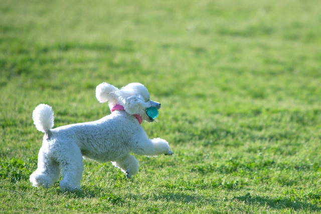 ドッグランで犬同士のトラブルが起きた場合の確認事項