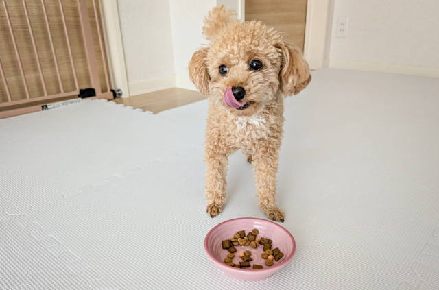 ペットホテルの飼養施設と設備確認
