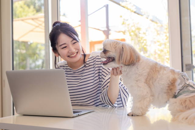 迷子犬を保護したときの記録を残すイメージ