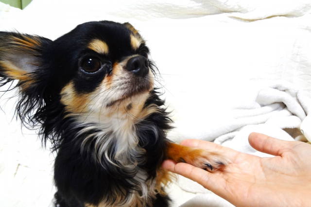 飼い主にもしものことがあった後の犬の世話を考えるイメージ